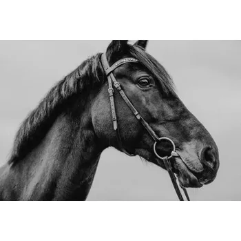 Plakát Plakát, Obraz - Pferd Warmblut Sportpferd Portrait angeschnitten künstlerisch, Tabitha Arn