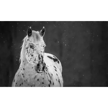 Plakát Plakát, Obraz - Midnight Snow, Carey Dils