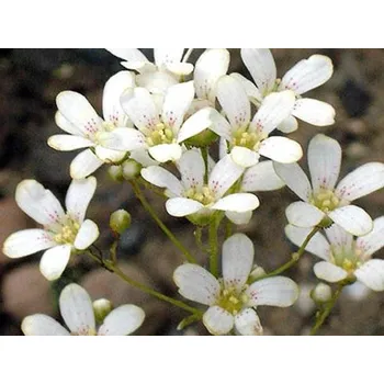 Sazenice Lomikámen vždyživý 'Minutifolia' - Saxifraga paniculata 'Minutifolia' Balení: kontejner p9
