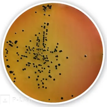 Hnojivo Agar Salmonella-Shigella (Popis: pro mikrobiologii, Balení: 500 g, Obal: plast)