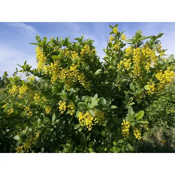 Sazenice Dřišťál obecný (Berberis vulgaris)
