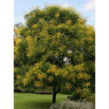 Sazenice Svitel latnatý Balení: kontejner C90, Tvar: vícekmen, výška 200-250cm