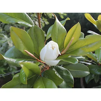 Sazenice Šácholán velkokvětý 'Francois Treyve' Balení: kontejner C5, Tvar: výška 60-80cm