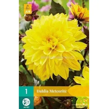 Cibulovina Karta - Jiřina METEORITE (1 hlíza) "B+"