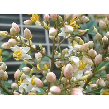 Sazenice Nandina domácí Obsessed 'Seika' Balení: kontejner C20