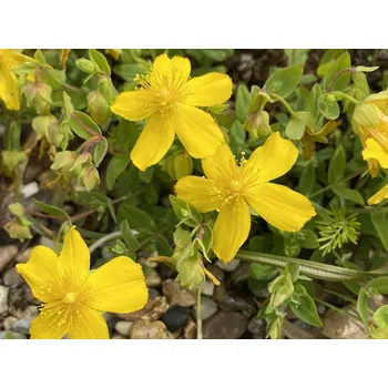 Sazenice Třezalka olympská Balení: kontejner p9