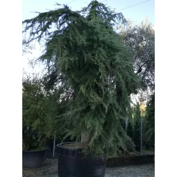 Sazenice Cedr himalájský 'Pendula' Balení: kontejner C35+, Tvar: výška 150-175cm