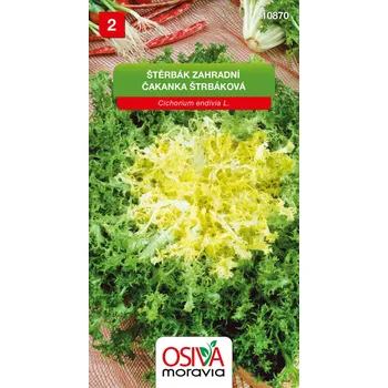 Semeno Štěrbák zahradní - Endivie