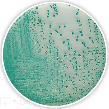 Hnojivo TBX Chromo-Agar (Popis: pro mikrobiologii, Balení: 500 g, Obal: plast)