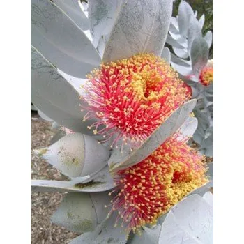 Semeno EUCALYPTUS macrocarpa "Rose of the West" 10 semen