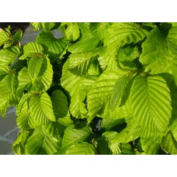 Sazenice Habr obecný 'Monumentalis' Balení: kontejner C160, Tvar: výška 400/+cm