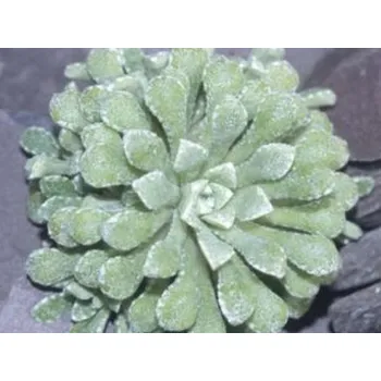 Sazenice Lomikámen hlemýžďový 'Major' - Saxifraga cochlearis 'Major' Balení: kontejner p9