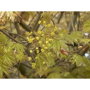 Sazenice Javor mléč 'Globosum' Balení: bal/kontejner, Tvar: OK 16/18