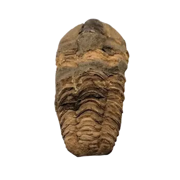 Trilobit rodu Calymene, s váhou 64 g