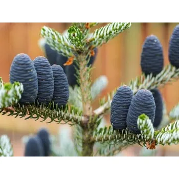 Sazenice Jedle korejská 'Kórnik' Balení: kontejner C60, Tvar: výška 60-80cm