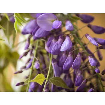 Sazenice Vistárie vznešená 'Yokohama Fuji' Balení: kontejner C180, Tvar: střecha