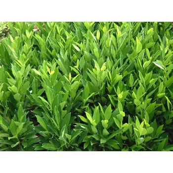 Sazenice Bobkovišeň lékařská 'Renault Ace' kontejner C70, výška 200-250cm