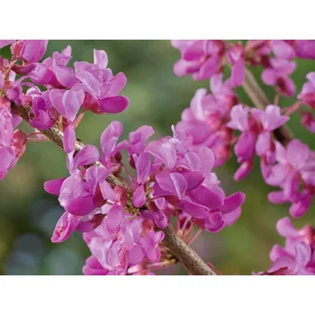 Sazenice Zmarlika kanadská 'Forest Pansy' Balení: kontejner C20, Tvar: čtvrtkmen