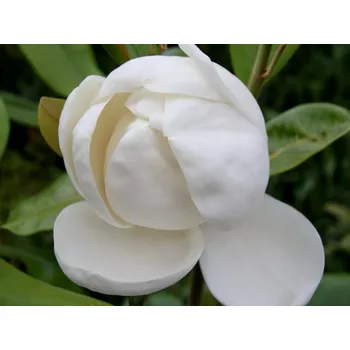 Sazenice Šácholán velkokvětý 'Maryland' Balení: kontejner C9