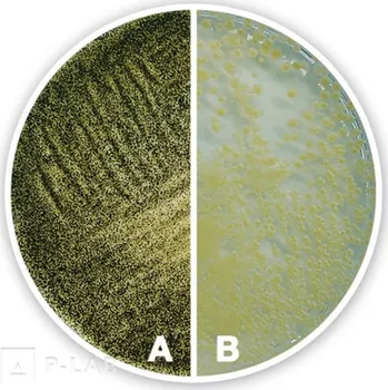 Hnojivo Agar Sabouraud 4% glukózový (Popis: acc. to Ph. Eur./USP, pro mikrobiologii, Balení: 500 g, Obal: plast)