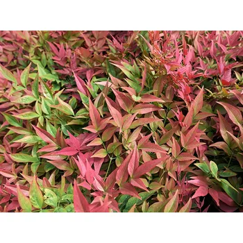 Sazenice Nandina domácí kontejner C20, výška 80-100cm