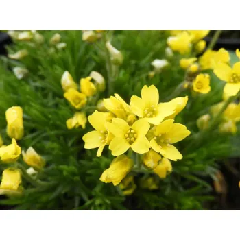 Sazenice Chudina vznešená - Draba aizoides Balení: kontejner p9