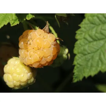 Sazenice Maliník 'Golden Everest'- remontantní Balení: kontejner p13