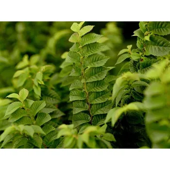 Sazenice Jilm habrolistý 'Jacqueline Hillieri' Balení: kontejner C50, Tvar: výška 120-150cm