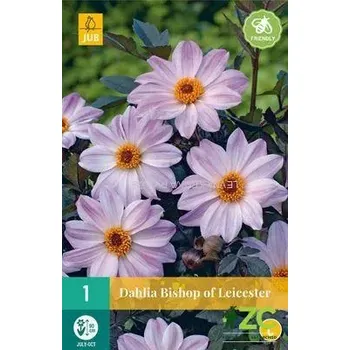 Sazenice Karta - Jiřina BISHOP OF LEICESTER (1 hlíza) "C"