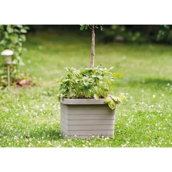 Truhlík Pilný truhlík Berberis XL UNO