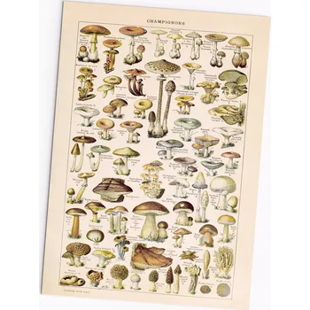 Obraz Plakát s houbami, vintage plakát A2, nezarámovaný, 42 x 59,4 cm