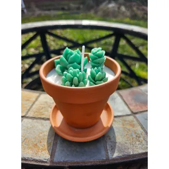 Svíčka Svíčka - sukulent