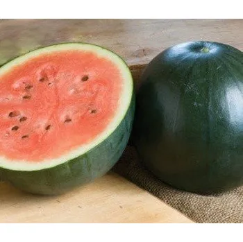 Semeno MELOUN vodní Sugar Baby (Citrullus lanatus) 10 semen
