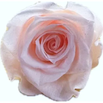 umělá květina Stabilizovaná růže KIARA M světle růžová/baby pink