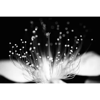 Plakát Plakát, Obraz - As flame, Char