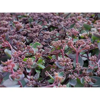 Sazenice Rozchodník 'Seduction Rose Soiree' Balení: kontejner p12