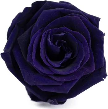 umělá květina Stabilizovaná růže LULU XL temná fialová (hlava)