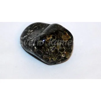 Sběratelství TURRITELLA JASPIS - USA, cca 2,5 - 3 cm, 30 - 40 g