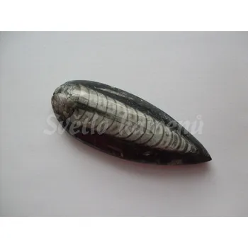 Přírodní kámen ORTHOCERAS Maroko, délka cca 7 cm