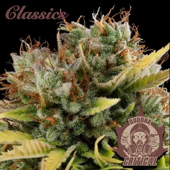 Semeno Buddha Critical, 10 ks, Buddha Seeds