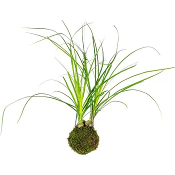 Bytová dekorace Gardners Kokedama Nolina (L) Nolina, Sloní noha, Bokarnea Kokedama
