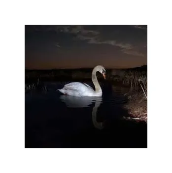 Hudba LP Ludwig Wandinger: Is Peace Wild? 2024