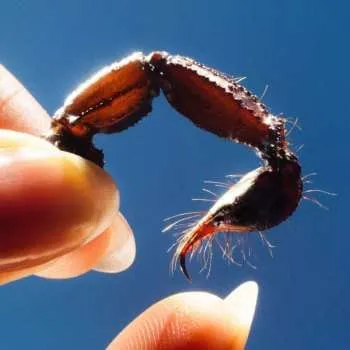 Zahraniční hudba CD Squid: Cowards 2025