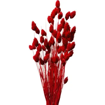 Sušený phalaris kytice/svazek ČERVENÝ 45g