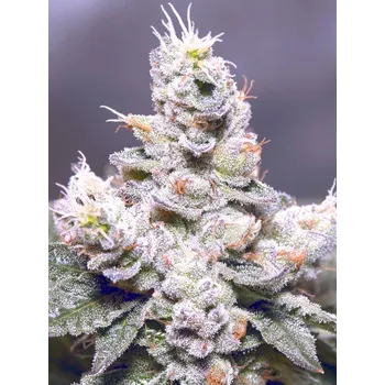 Semeno Ministry of Cannabis Ducci Feminized Balení: 5ks