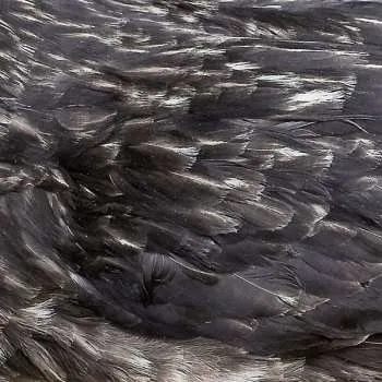 Zahraniční hudba LP Árstíðir: Árstíðir LTD | CLR 2019 Reissue Coloured & Orange And Gold Vinyl