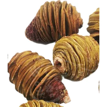 Platyspernum sulphurel loose medium