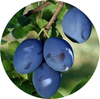 Sazenice Švestka Gabrovská čtvrtkmen