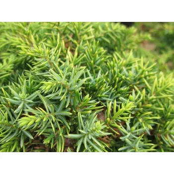 Sazenice Jalovec obecný 'Lemon Carpet' Balení: kontejner p14