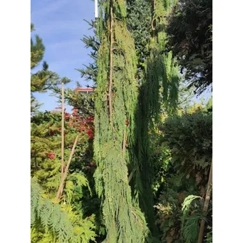 Sazenice Cypřišek nutkajský 'Kanada' Balení: kontejner C12, Tvar: výška 90-130cm